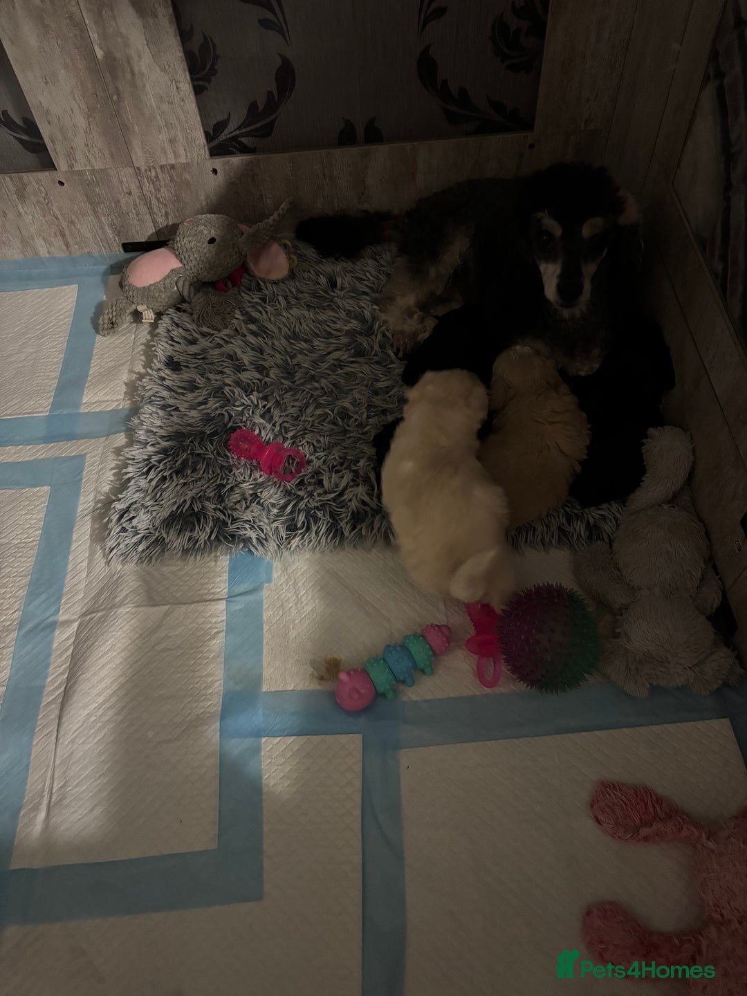 Maltipoo dogs for sale: Beautiful little maltipoo  - Advert 9