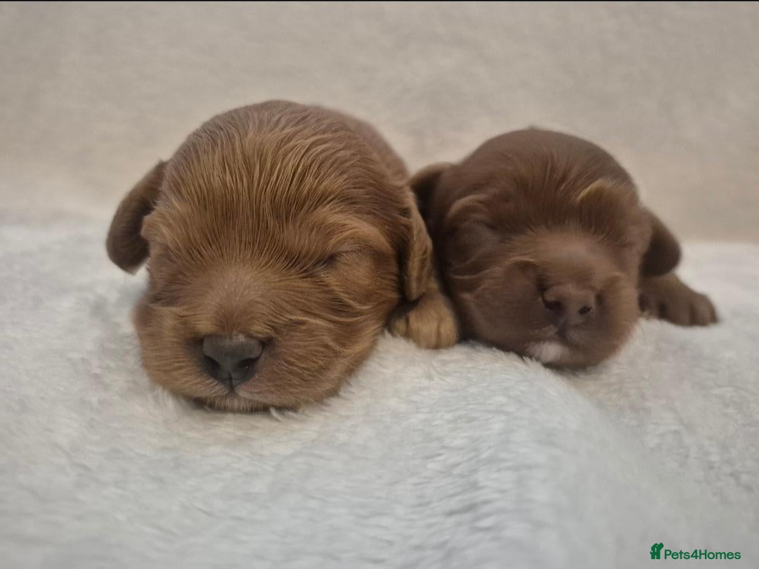 Cavapoo dogs Beautiful toy cavapoo's - Advert 2