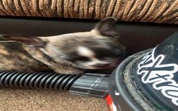 Mixed Breed dogs for sale: French bulldog x staffy - Image 8