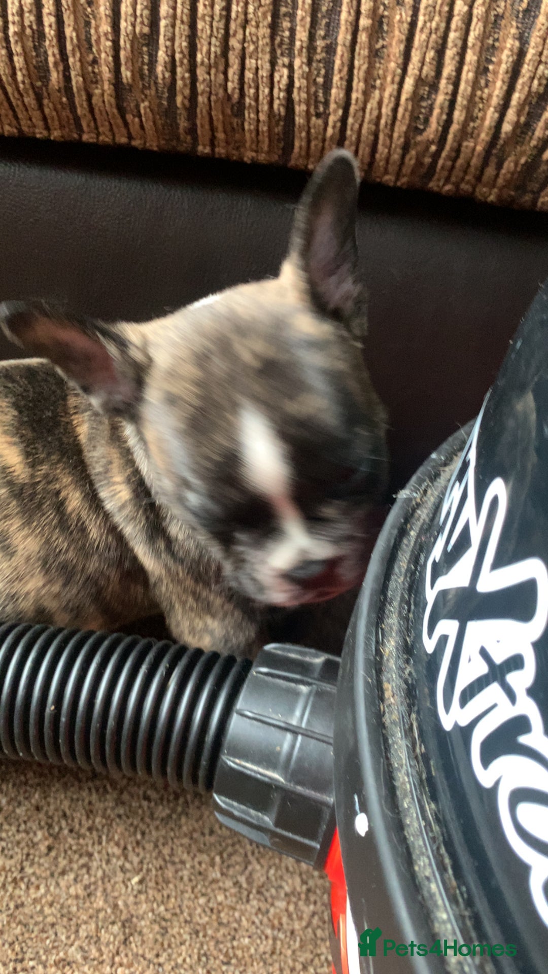 Mixed Breed dogs for sale: French bulldog x staffy - Image 8