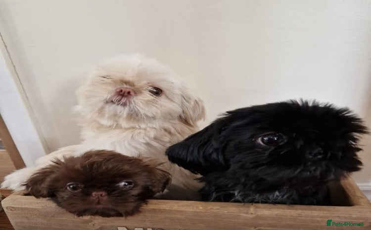 Shih Tzu dogs - Advert 9