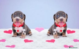 Dachshund dogs for sale: BLUE DAPPLE FEMALE AVAILABLE  - Image 3