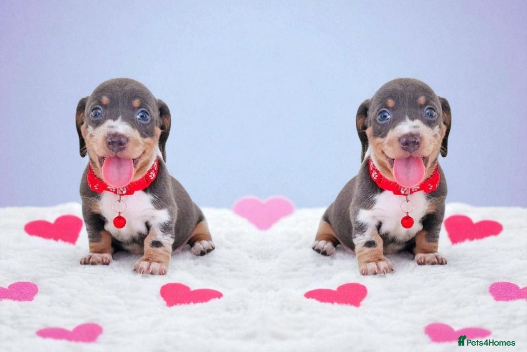 Dachshund dogs for sale: BLUE DAPPLE FEMALE AVAILABLE  - Image 3