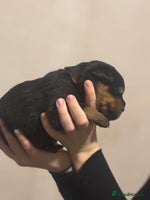 Rottweiler dogs - Advert 13