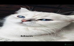 British Shorthair cats for sale: British shorthair kittens  - Image 6