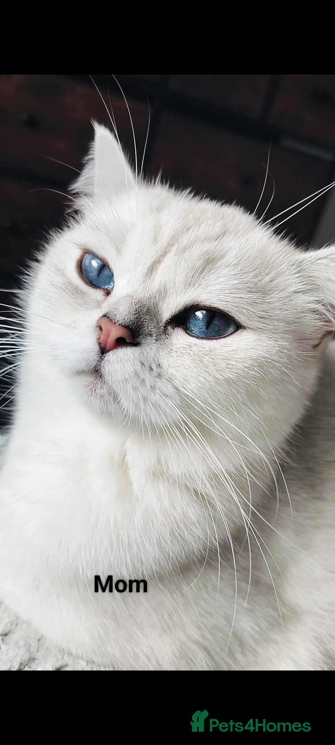 British Shorthair cats for sale: British shorthair kittens  - Image 6