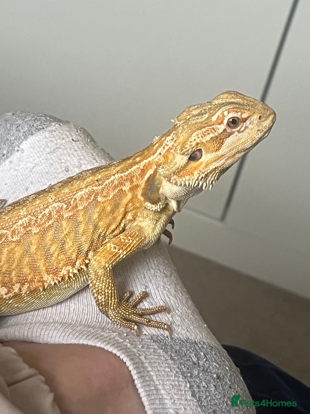 Bearded Dragon reptiles for sale: Bearded dragon with setup for (urgent) sale - Advert 7