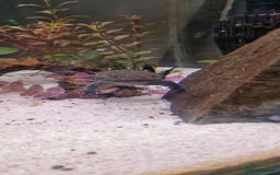 Axolotl reptiles for sale: Pair of axolotl  - Image 13