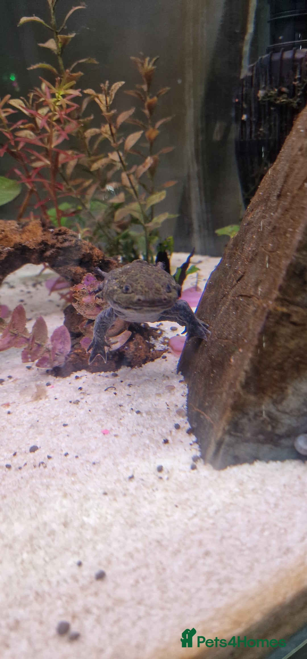 Axolotl reptiles for sale: Pair of axolotl  - Image 13