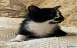 Mixed Breed cats for sale: Kittens  - Advert 10