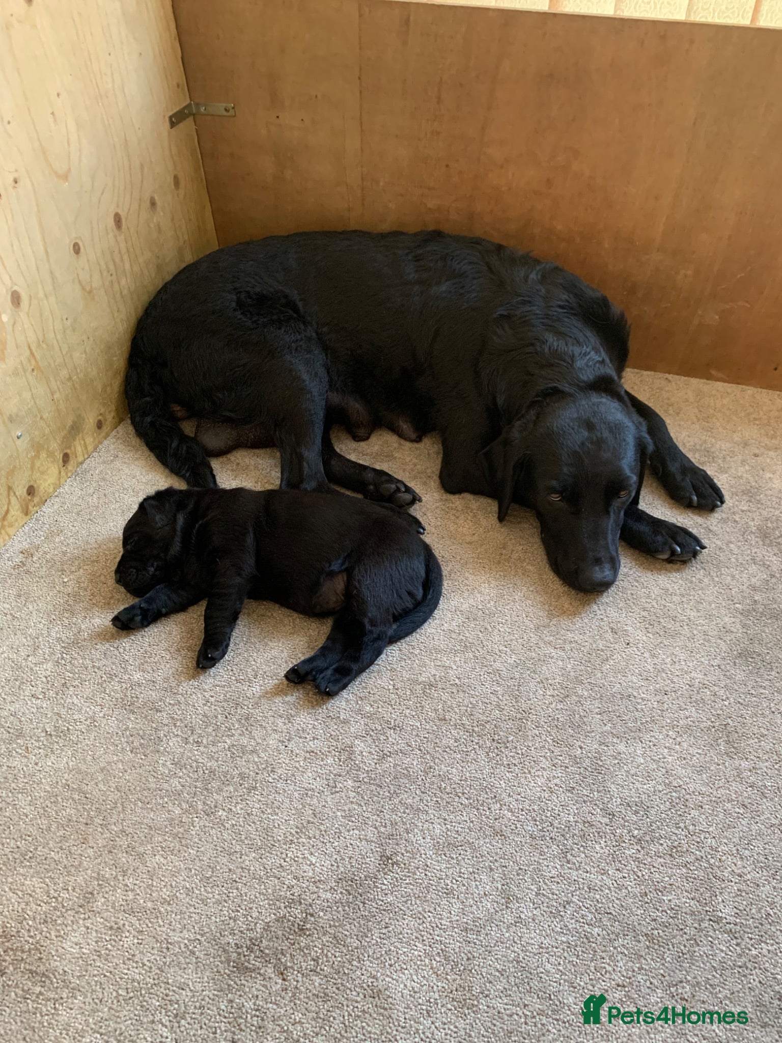 Labrador Retriever dogs KC reg Working Labrador puppies  - Advert 3