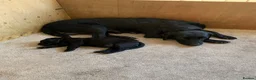 Labrador Retriever dogs for sale: KC reg Working Labrador puppies  - Advert 4