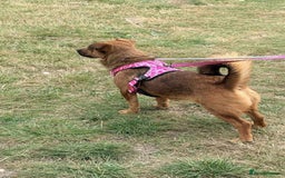 Mixed Breed dogs for adoption: Meet Jojo, currently residing in Essex - Image 7