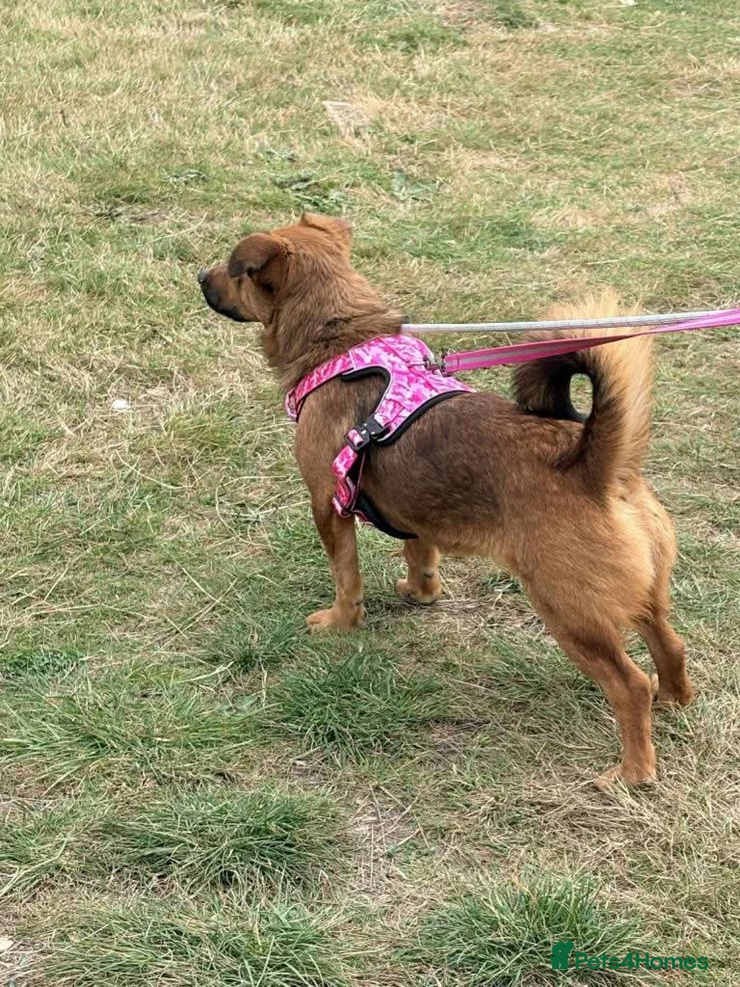 Mixed Breed dogs for adoption: Meet Jojo, currently residing in Essex - Image 7