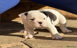 Old Tyme Bulldog dogs for sale: 🩷🩷Old Tyme Bulldog Puppies🩷🩷 - Image 22