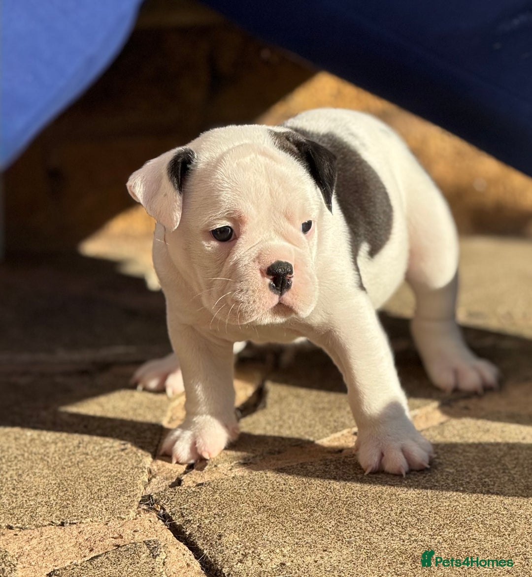 Old Tyme Bulldog dogs for sale: 🩷🩷Old Tyme Bulldog Puppies🩷🩷 - Image 22