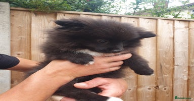 Pomeranian dogs - Advert 3
