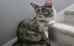 Maine Coon cats for sale: Ready now boys Mainecoon tica registered  - Image 21