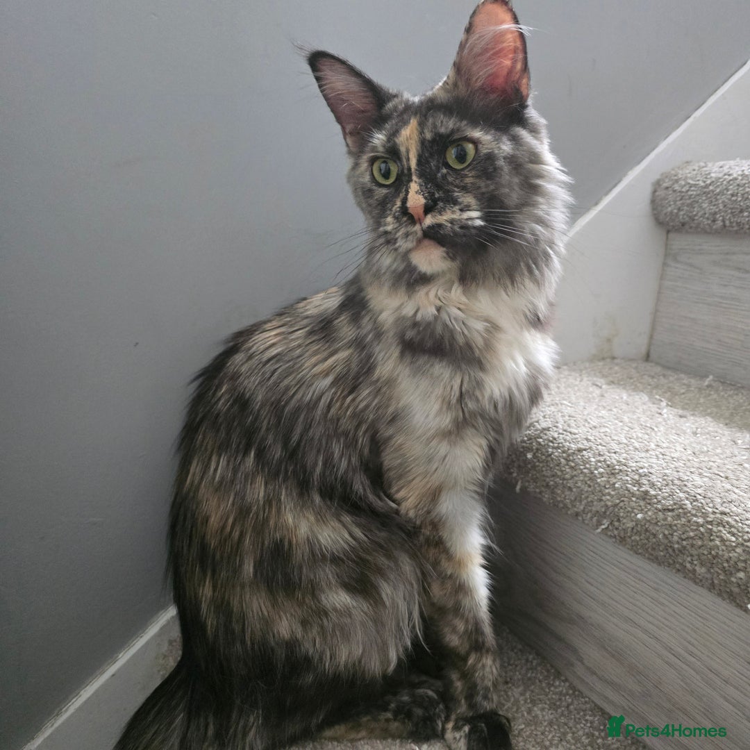 Maine Coon cats for sale: Ready now boys Mainecoon tica registered  - Image 21