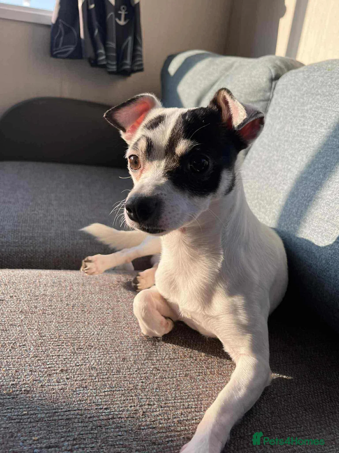 Jack Chi dogs for sale: ‘Milo’ 4 year old JackChi - Advert 5