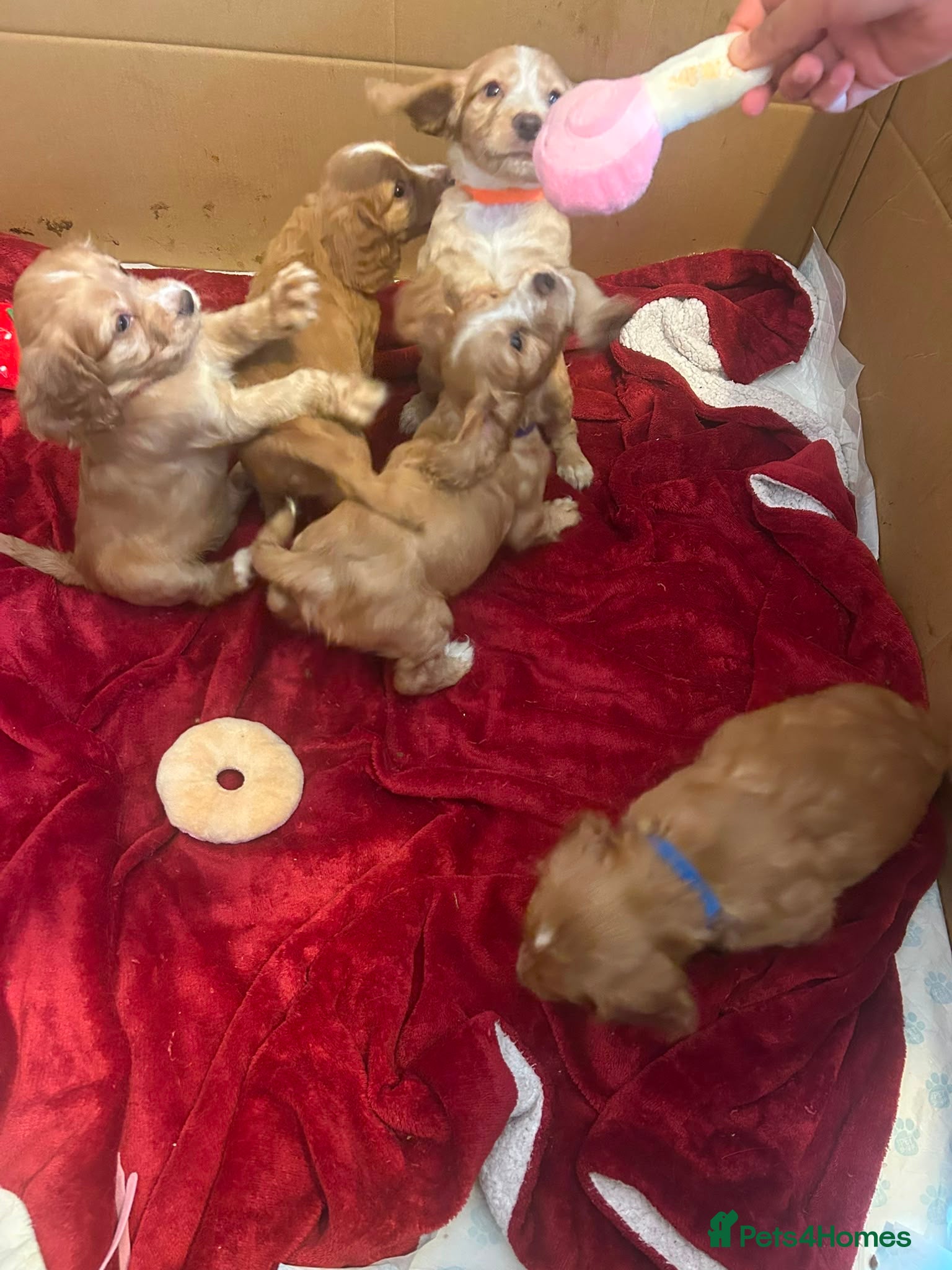 Mixed Breed dogs for sale: Adorable Family Raised Puppies Looking for Homes - Advert 25