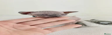 Sphynx Kitten 2