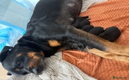Mixed Breed dogs for sale: Rottweiler puppies - Image 4