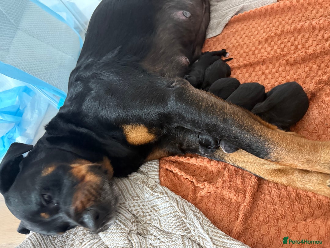 Mixed Breed dogs for sale: Rottweiler puppies - Image 4