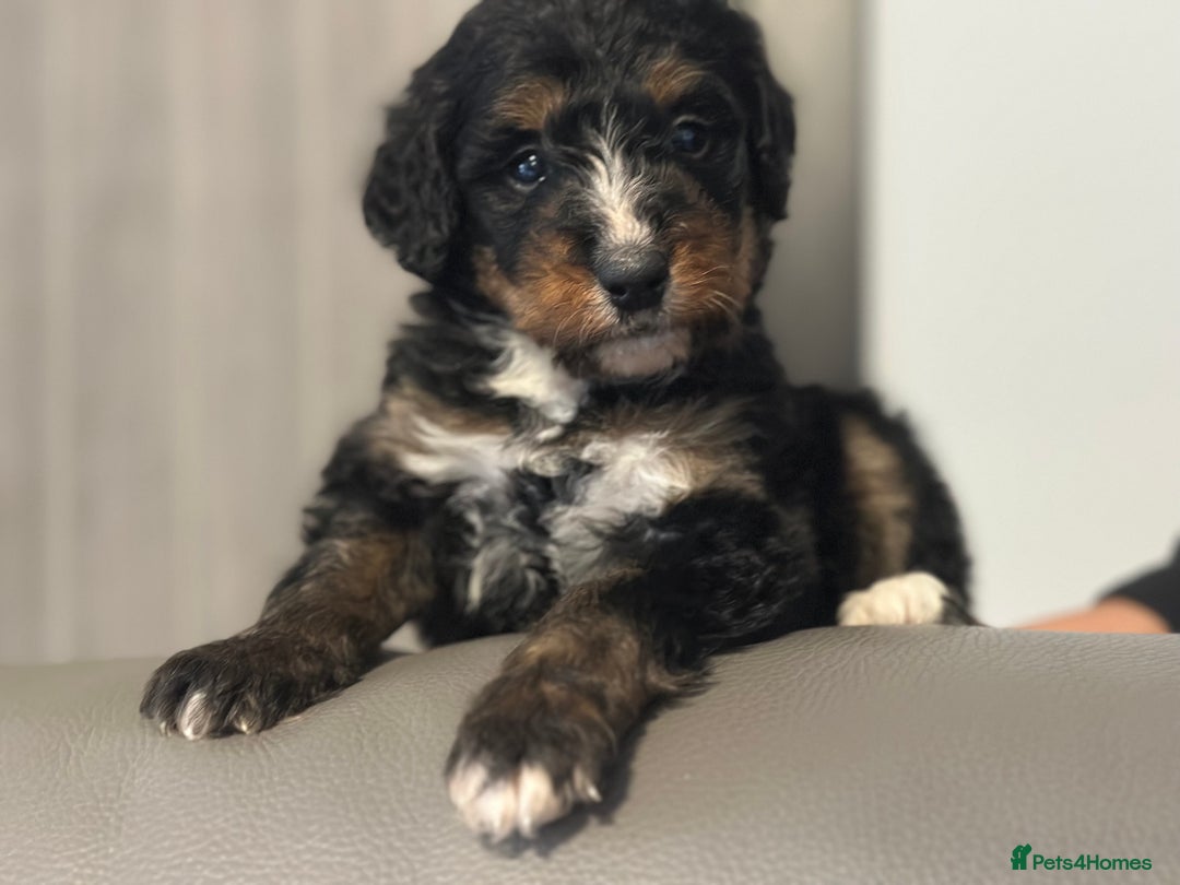 Bernedoodle dogs for sale: F1 BERNADOODLE BOYS AND GIRLS - Advert 4