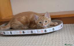 Mixed Breed cats for sale: Ginger kitten - Image 3