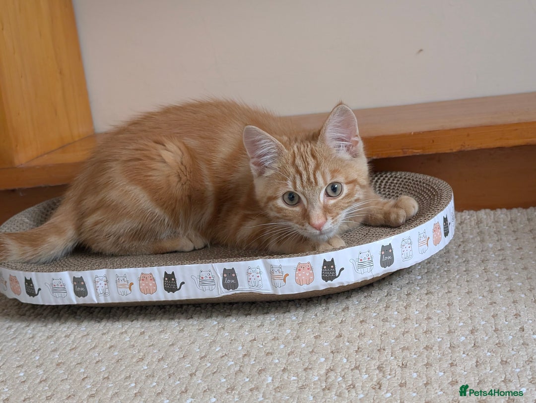 Mixed Breed cats for sale: Ginger kitten - Image 3