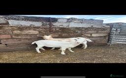 Goats livestock for sale: Selection off goats looking for a new 🏡 - Image 3