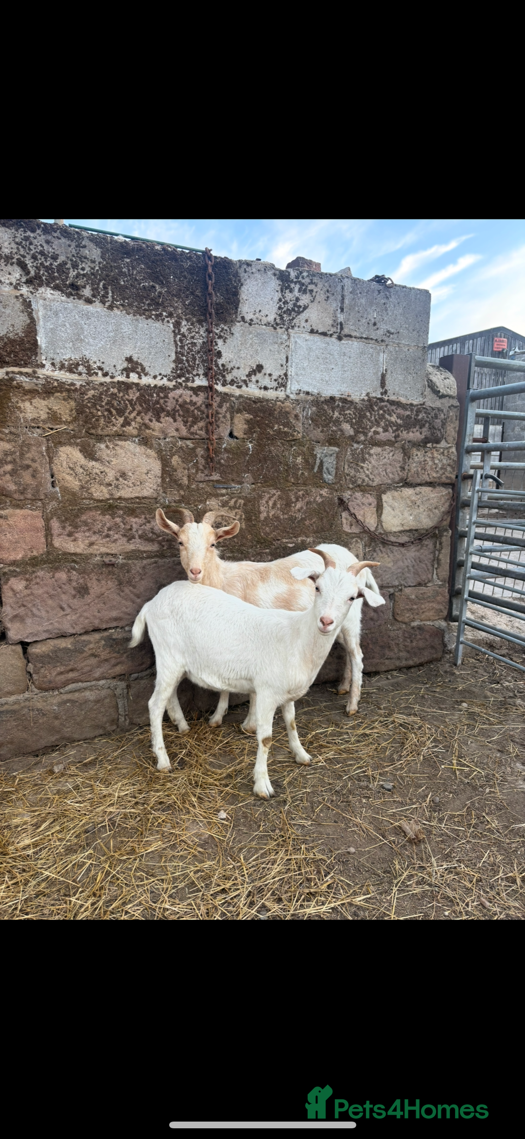 Goats livestock for sale: Selection off goats looking for a new 🏡 - Image 3