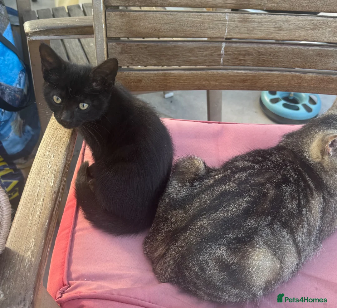 Mixed Breed cats for sale: Black with brown lines female kitten  in Harlow - Advert 2