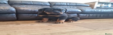 Rottweiler Puppy 2