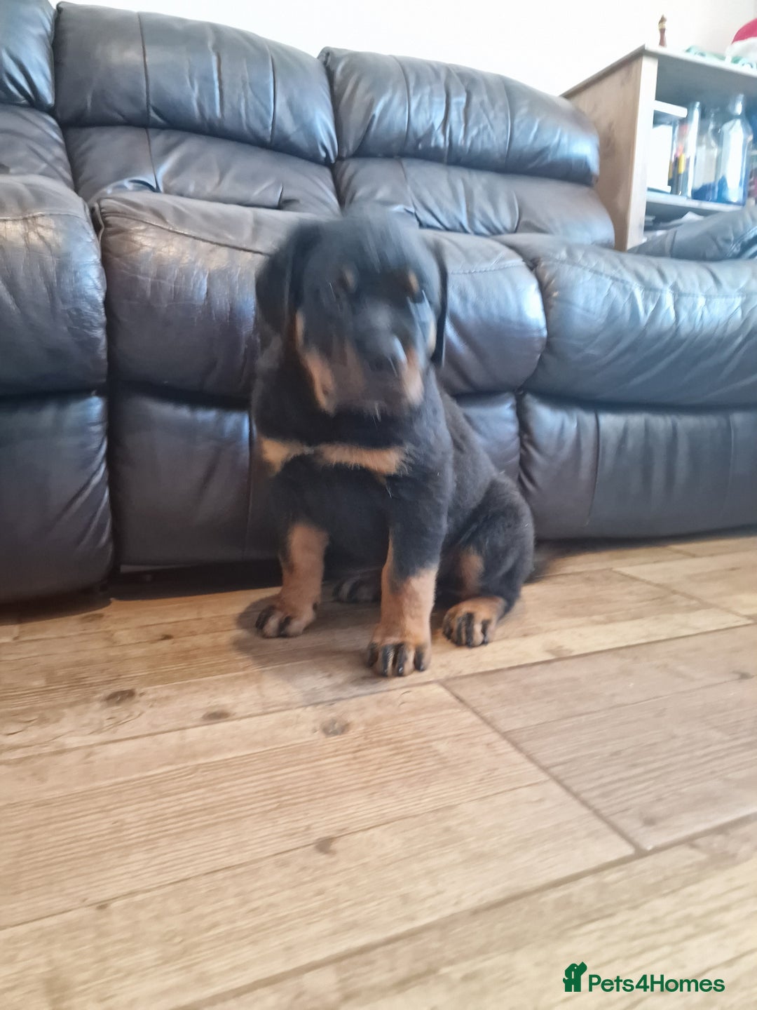Rottweiler dogs for sale: MASSIVE ROTTWEILER PUPPIES  - Advert 35