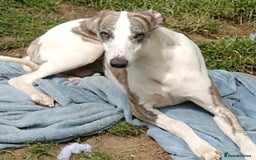 Whippet dogs for sale: Adult Female & Male Whippets Need New Home! - Image 5