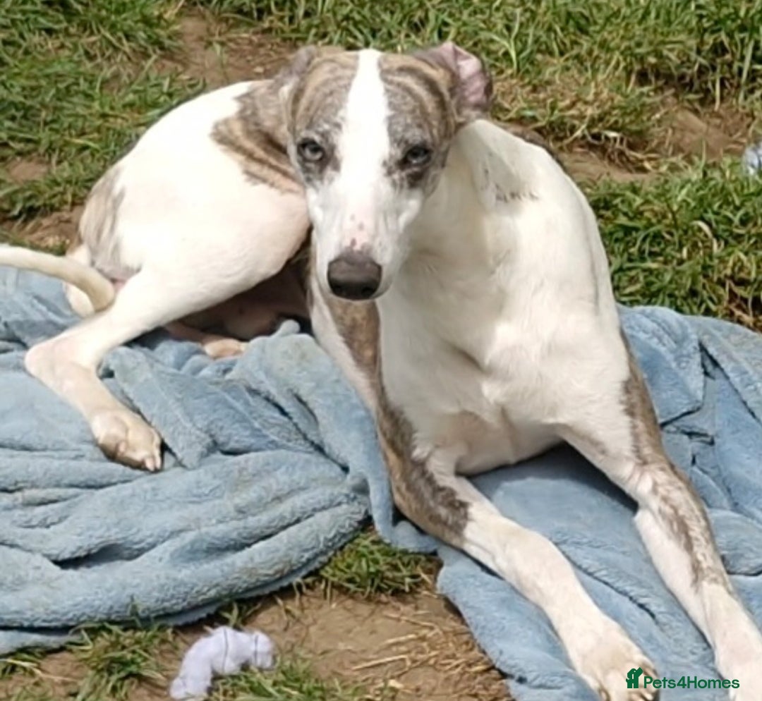 Whippet dogs for sale: Adult Female & Male Whippets Need New Home! - Image 5