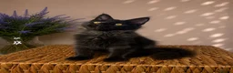 Maine Coon cats for sale: Pedigree Maine Coon Kittens 🌺 Champion Bloodlines - Advert 15