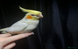 Cockatiels birds for sale: Incredibly sweet female cockatiel  - Advert 3
