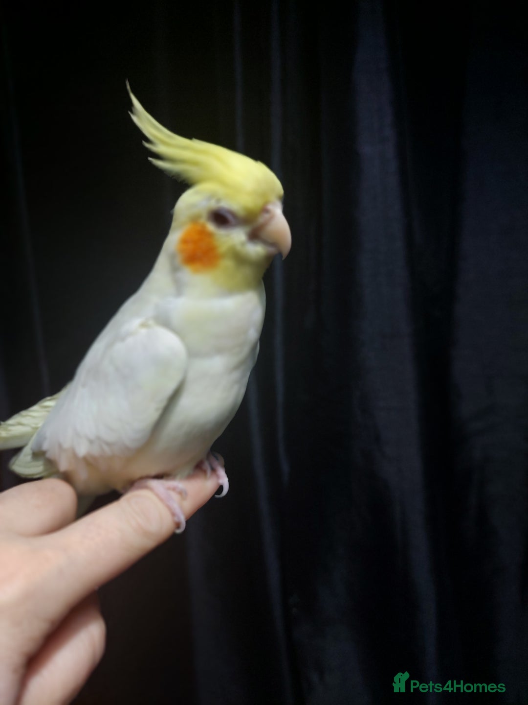 Cockatiels birds for sale: Incredibly sweet female cockatiel  - Advert 3