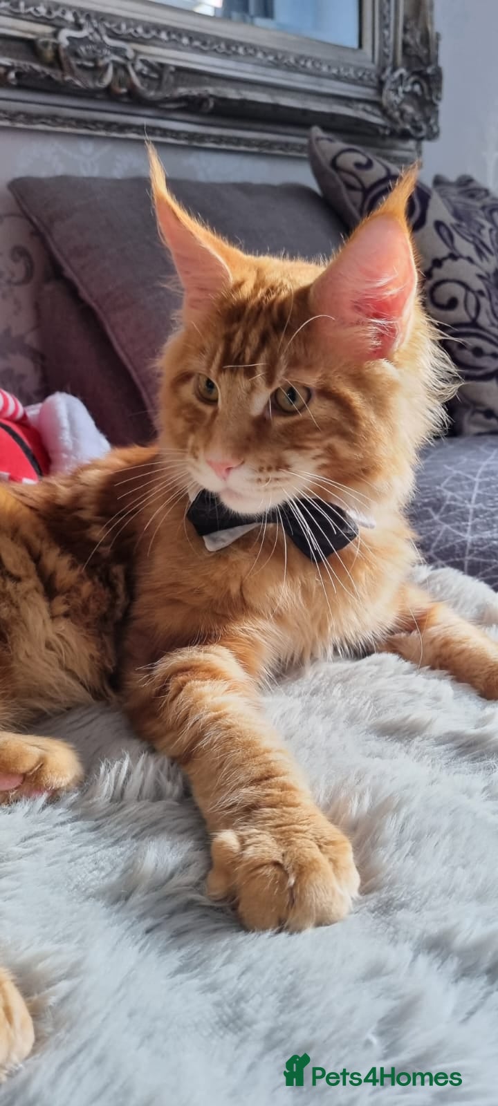 Maine Coon cats for stud: Stud available with Russian lines  - Advert 1