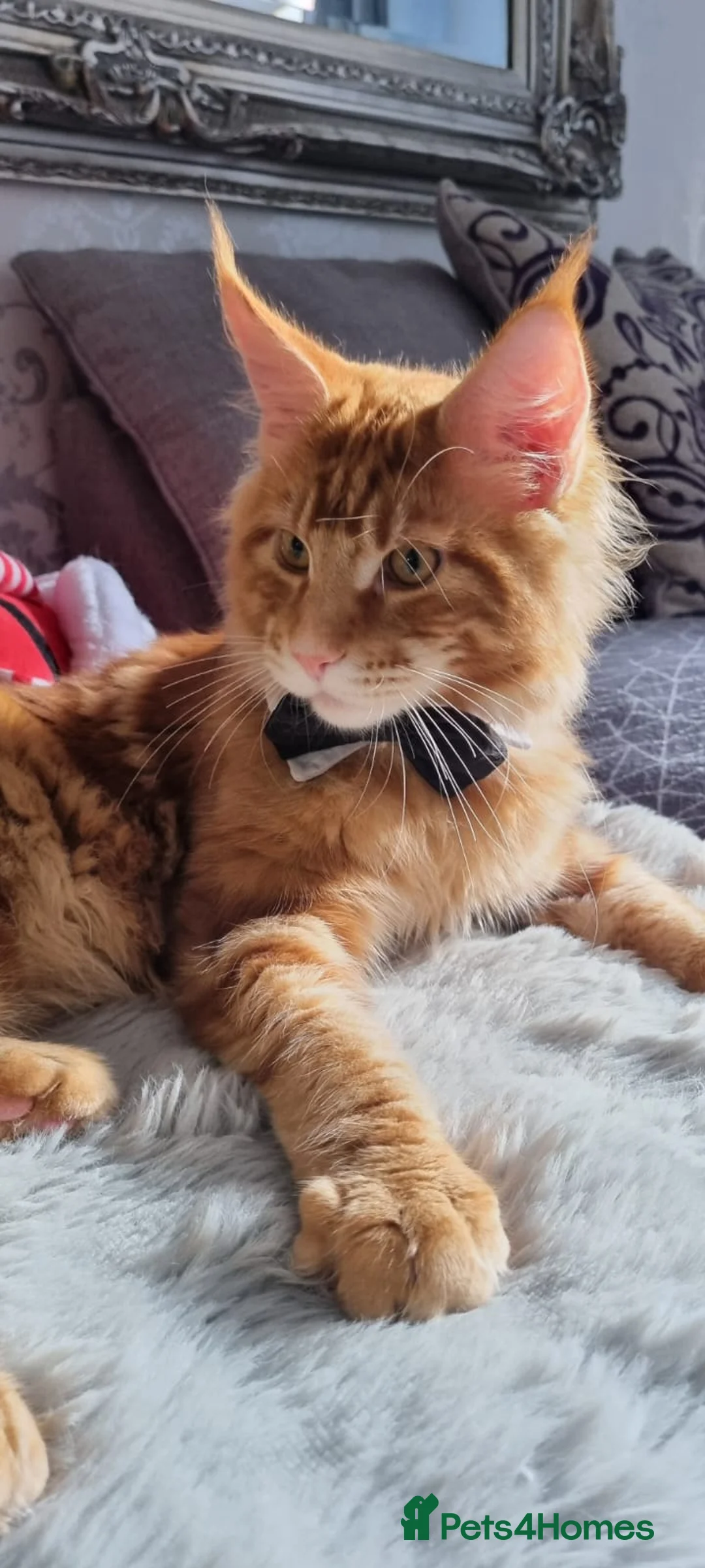 Maine Coon cats for stud: Stud available with Russian lines  - Advert 1