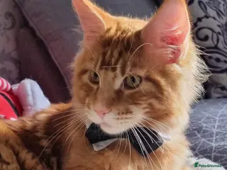 Maine Coon cats for stud: Stud available with Russian lines - Advert 1