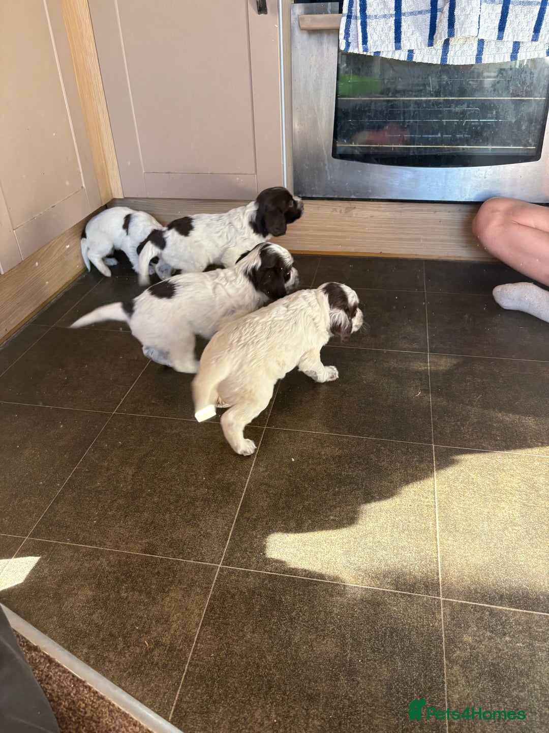 Cocker Spaniel dogs for sale: Cocker spaniel girls for sale - Image 3
