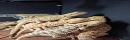 Bearded Dragon reptiles for sale: Baby bearded dragons for sale - Advert 4