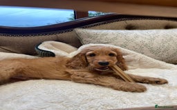 Cockapoo dogs for sale: Cockapoo Pups *ONE BOY REMAINING* - Image 2