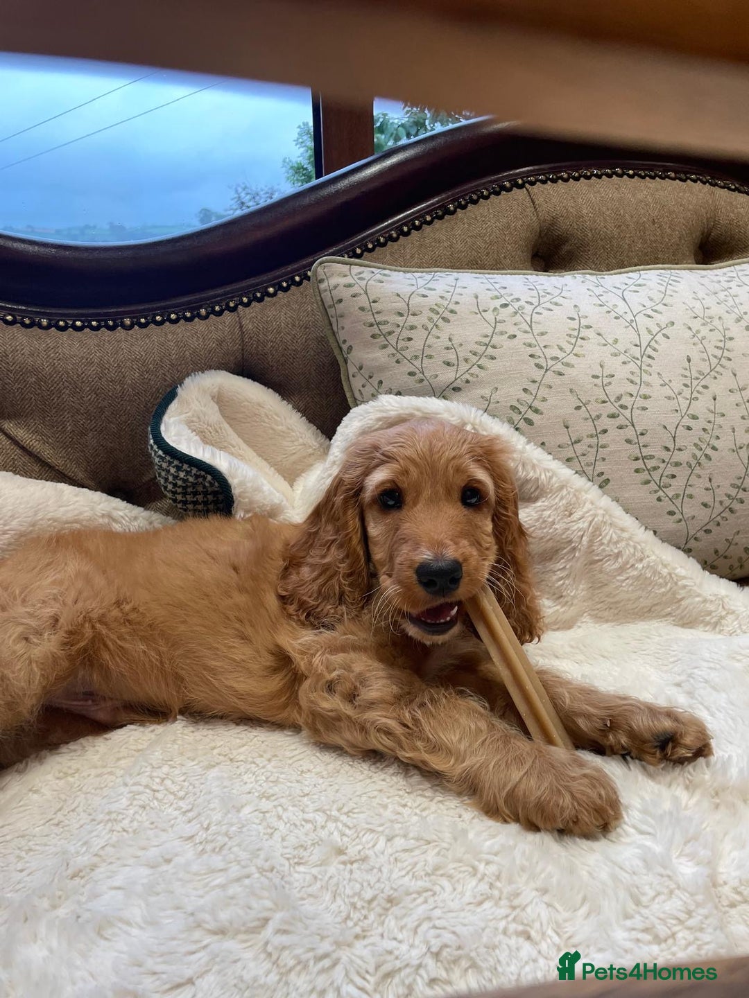 Cockapoo dogs for sale: Cockapoo Pups *ONE BOY REMAINING* - Image 2