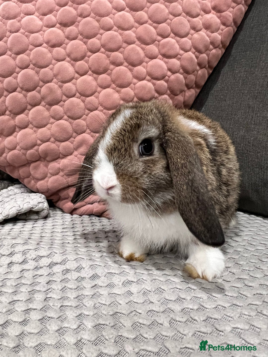 Mini Lop rabbits for sale: Beautiful mini lop rabbits for sale - Image 13