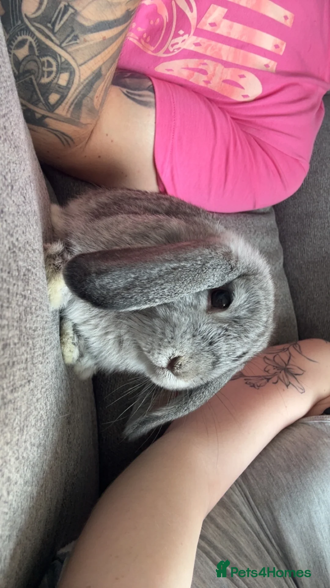 Dwarf Lop rabbits for sale: 2 male dwarf lops in Brighton - Advert 4